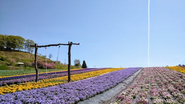 花の駅せらに投稿された画像（2023/4/23）