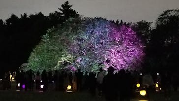 NAKED 桜の新宿御苑 2023に投稿された画像（2023/4/23）