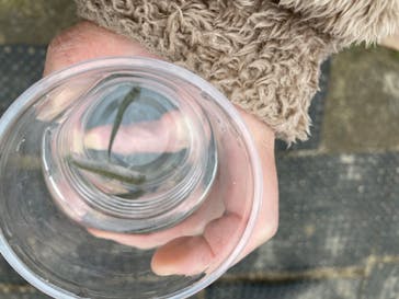 サケのふるさと 千歳水族館に投稿された画像（2023/4/23）
