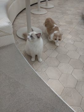 猫カフェモカ イオンモール神戸北店に投稿された画像（2023/4/23）