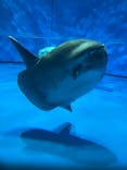 アクアワールド茨城県大洗水族館に投稿された画像（2023/4/23）