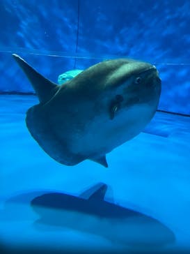 アクアワールド茨城県大洗水族館に投稿された画像（2023/4/23）