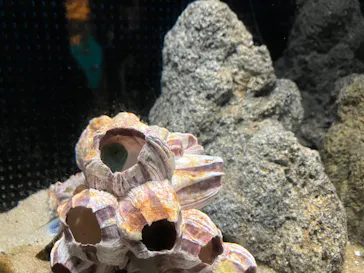 仙台うみの杜水族館に投稿された画像（2023/4/23）