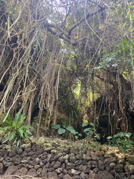 比謝川カヤックに投稿された画像（2023/4/23）