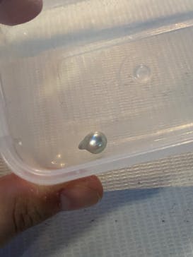 新江ノ島水族館に投稿された画像（2023/4/23）