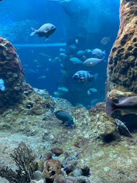 新江ノ島水族館に投稿された画像（2023/4/23）