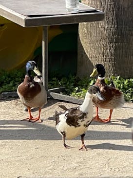 NESTA RESORT KOBE（ネスタリゾート神戸）に投稿された画像（2023/4/23）