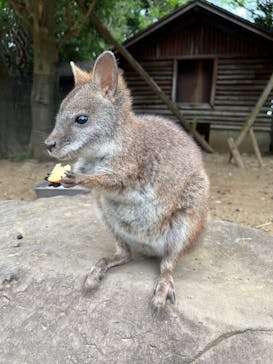 伊豆シャボテン動物公園に投稿された画像（2023/4/23）