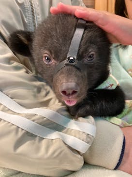 奥飛騨クマ牧場に投稿された画像（2023/4/23）