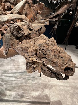 特別展「恐竜博2023」に投稿された画像（2023/4/23）