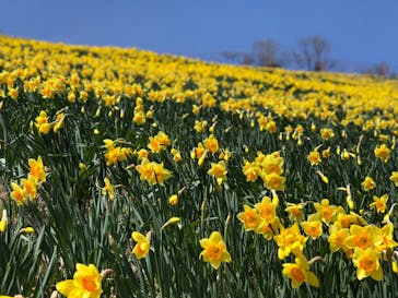 びわ湖バレイに投稿された画像（2023/4/23）