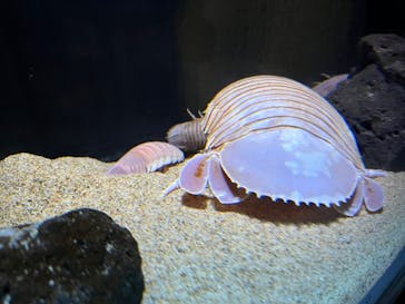 サンシャイン水族館に投稿された画像（2023/4/23）