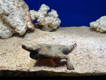 サンシャイン水族館に投稿された画像（2023/4/23）