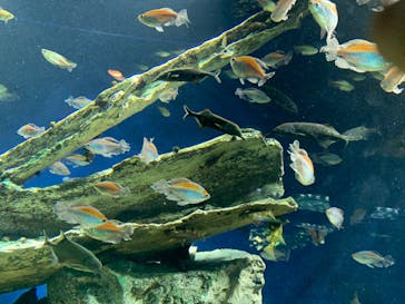 サンシャイン水族館に投稿された画像（2023/4/23）