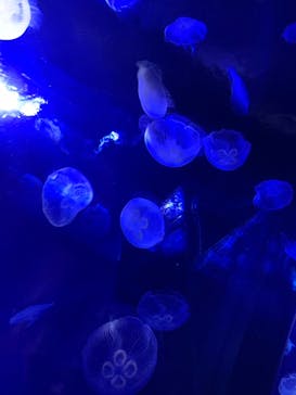 サンシャイン水族館に投稿された画像（2023/4/23）