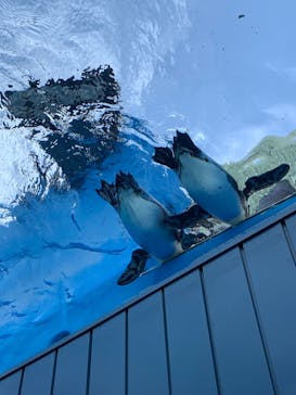 サンシャイン水族館に投稿された画像（2023/4/23）