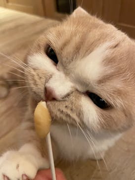 猫カフェモカ 名古屋栄店に投稿された画像（2023/4/23）