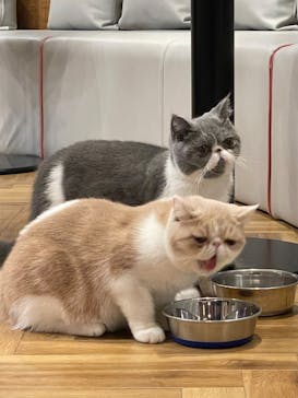猫カフェモカ 名古屋栄店に投稿された画像（2023/4/23）