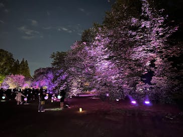 NAKED 桜の新宿御苑 2023に投稿された画像（2023/4/23）