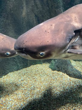 世界淡水魚園水族館　アクア・トトぎふに投稿された画像（2023/4/23）