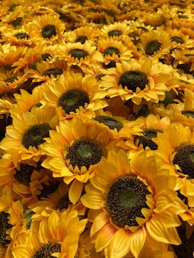 ゴッホ・アライブ神戸に投稿された画像（2023/4/23）