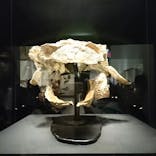 特別展「恐竜博2023」に投稿された画像（2023/4/23）