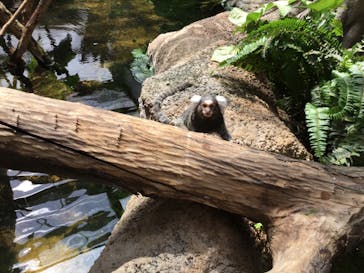 那須どうぶつ王国に投稿された画像（2023/4/23）