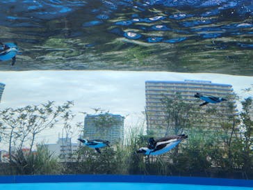 サンシャイン水族館に投稿された画像（2023/4/23）