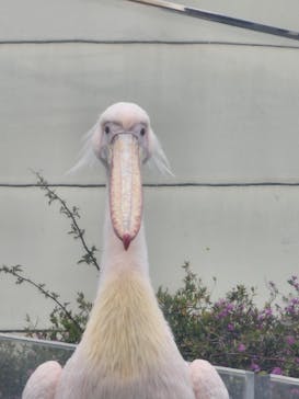 サンシャイン水族館に投稿された画像（2023/4/23）