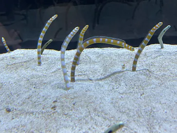 すみだ水族館に投稿された画像（2023/4/23）