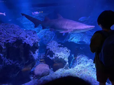 すみだ水族館に投稿された画像（2023/4/23）