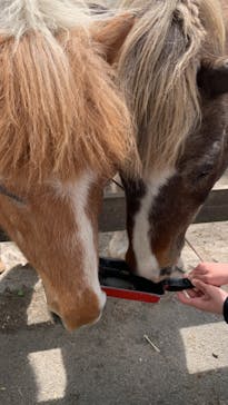 まかいの牧場に投稿された画像（2023/4/23）