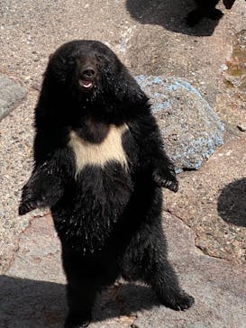 奥飛騨クマ牧場に投稿された画像（2023/4/23）