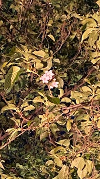 NAKED 桜の新宿御苑 2023に投稿された画像（2023/4/23）