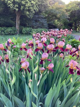 新宿御苑に投稿された画像（2023/4/23）