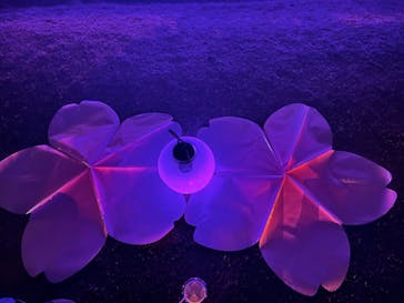 NAKED 桜の新宿御苑 2023に投稿された画像（2023/4/23）