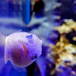 新江ノ島水族館に投稿された画像（2023/4/24）