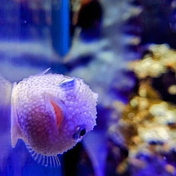 新江ノ島水族館に投稿された画像（2023/4/23）