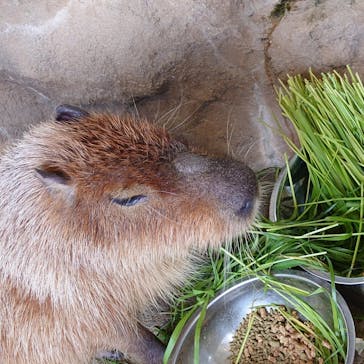 新江ノ島水族館に投稿された画像（2023/4/23）