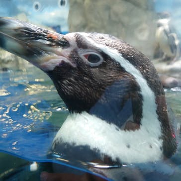 新江ノ島水族館に投稿された画像（2023/4/23）