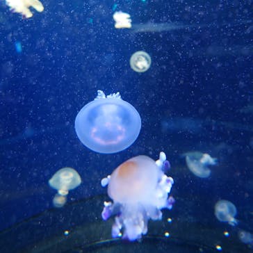 新江ノ島水族館に投稿された画像（2023/4/23）