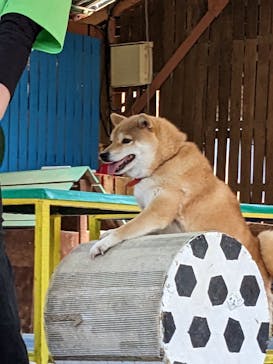 しろとり動物園に投稿された画像（2023/4/23）