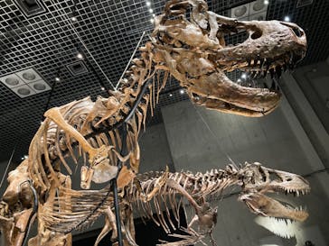 特別展「恐竜博2023」に投稿された画像（2023/4/23）