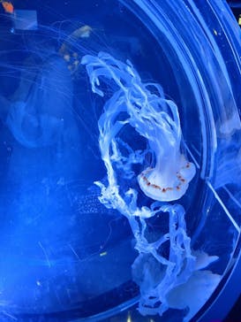 名古屋港水族館に投稿された画像（2023/4/23）