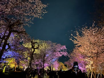 『NAKED FLOWERS 2023 桜 世界遺産・二条城』に投稿された画像（2023/4/24）