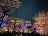 『NAKED FLOWERS 2023 桜 世界遺産・二条城』に投稿された画像（2023/4/24）