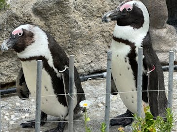 サンシャイン水族館に投稿された画像（2023/4/24）