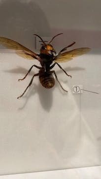 特別展「毒」に投稿された画像（2023/4/24）