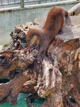 日立市かみね動物園に投稿された画像（2023/4/24）