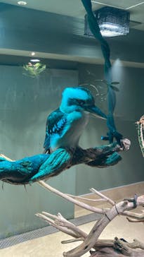 カワスイ 川崎⽔族館に投稿された画像（2023/4/24）